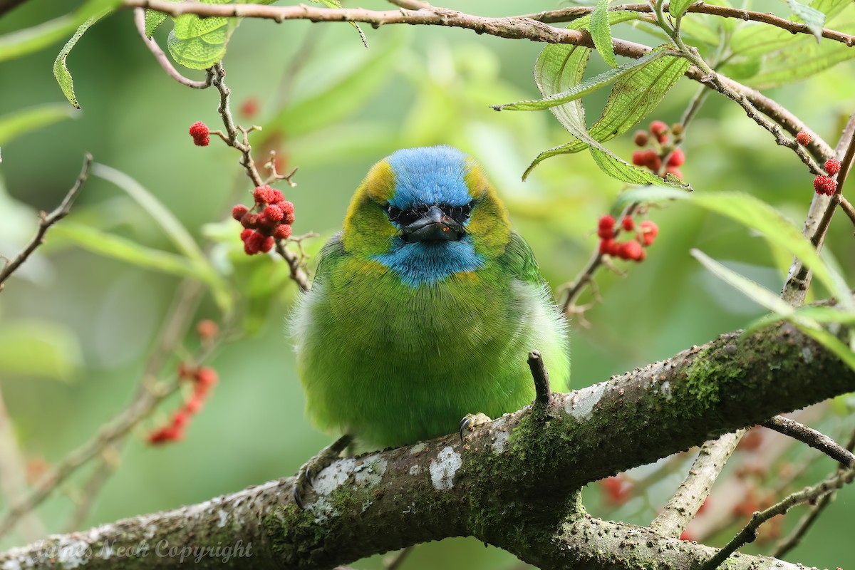 Golden-naped Barbet - ML640309488