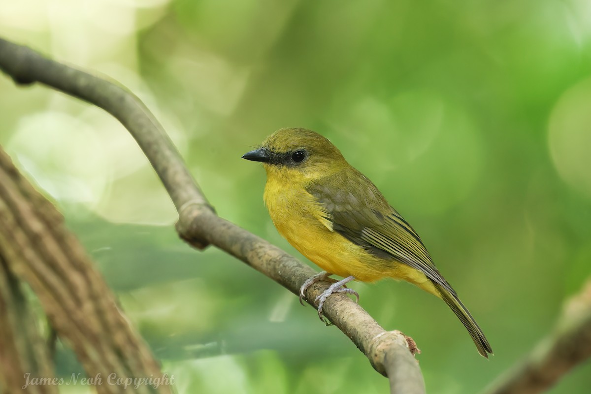 Bornean Whistler - ML640309501