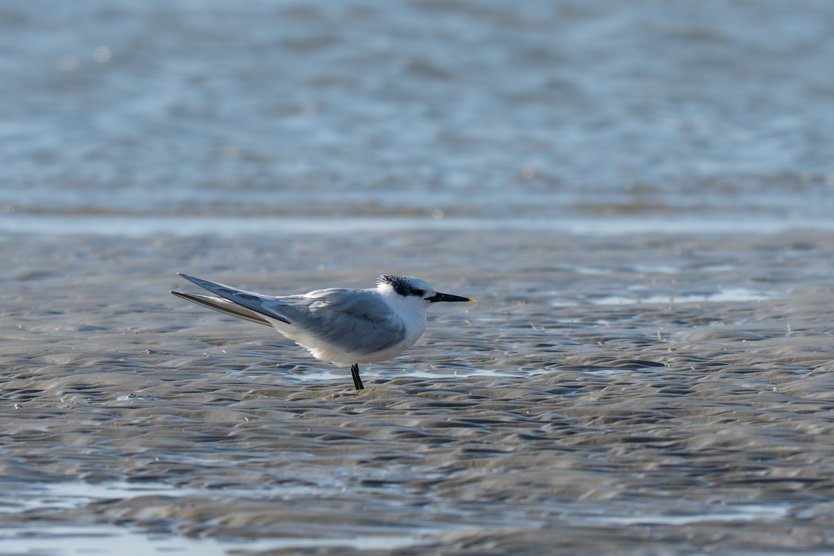 Sandwich Tern - ML640309508