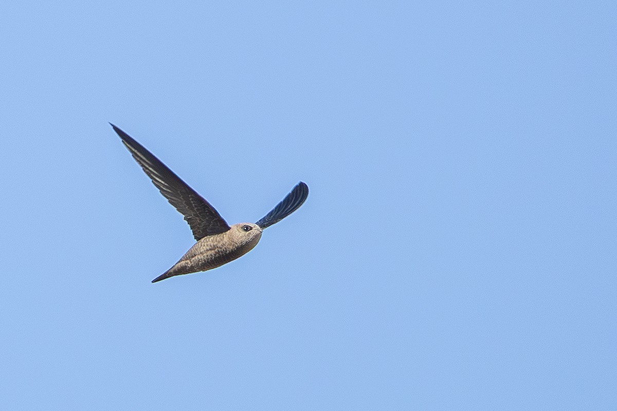 Bradfield's Swift - ML640309528