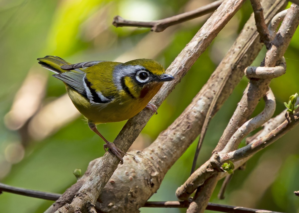 Black-eared Shrike-Babbler - ML640309530