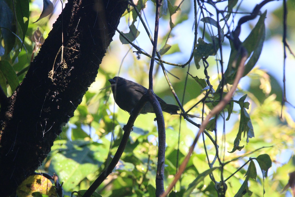 Sooty Grassquit - ML640309535