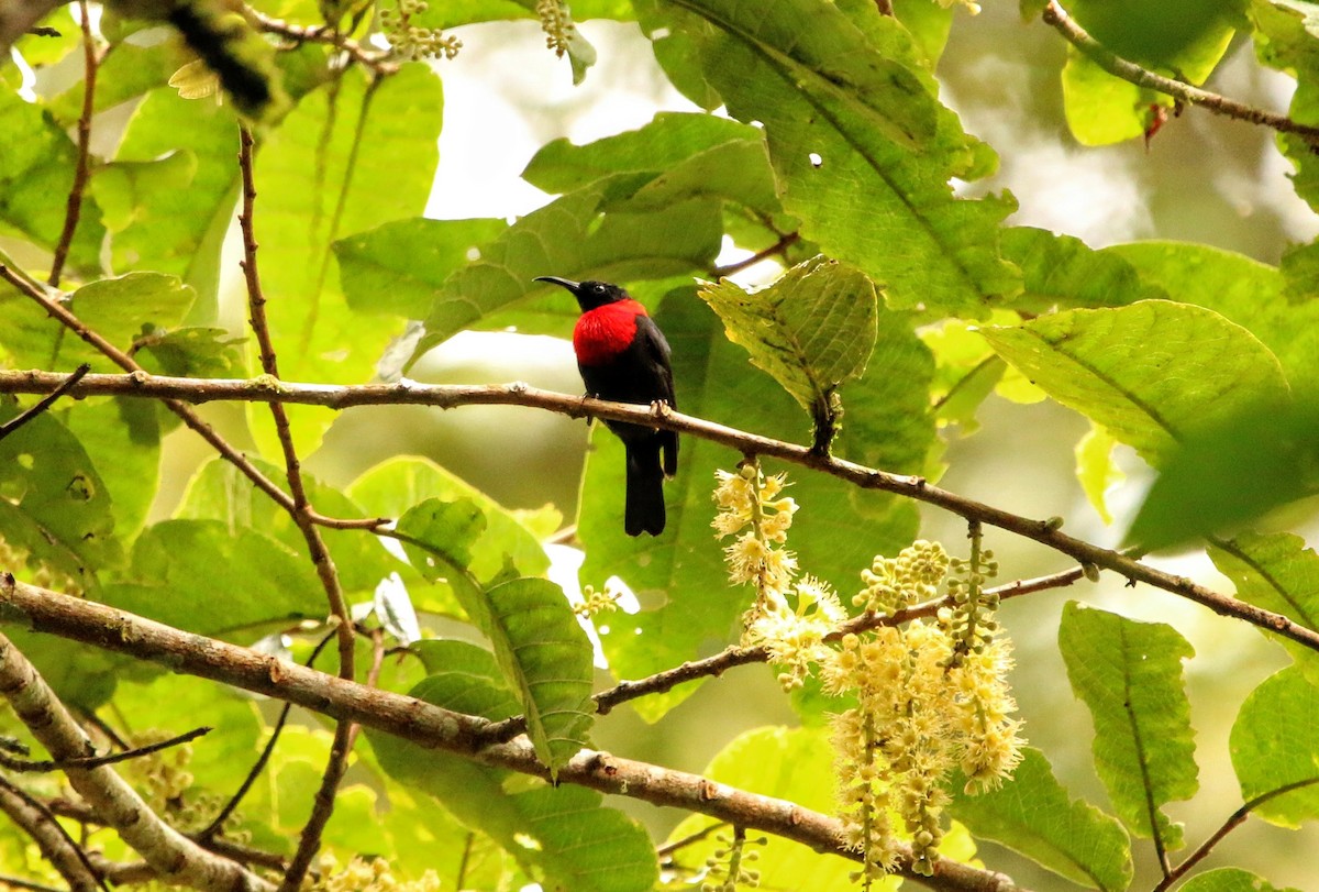 Red-collared Myzomela - ML640309553