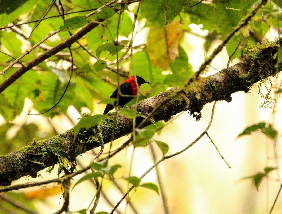 Red-collared Myzomela - ML640309556