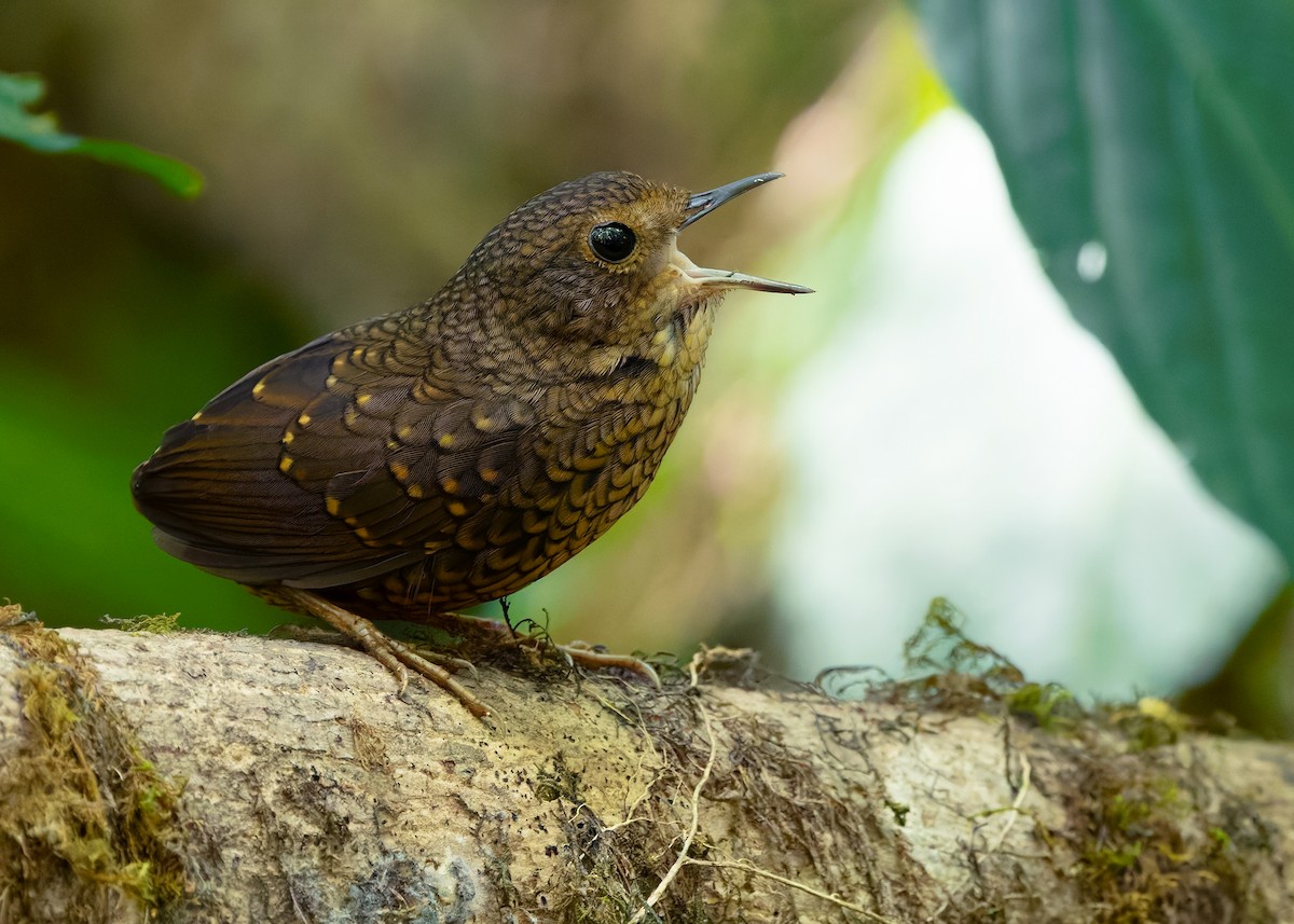Pygmy Cupwing - ML640309576
