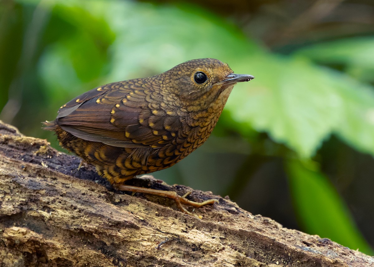 Pygmy Cupwing - ML640309577