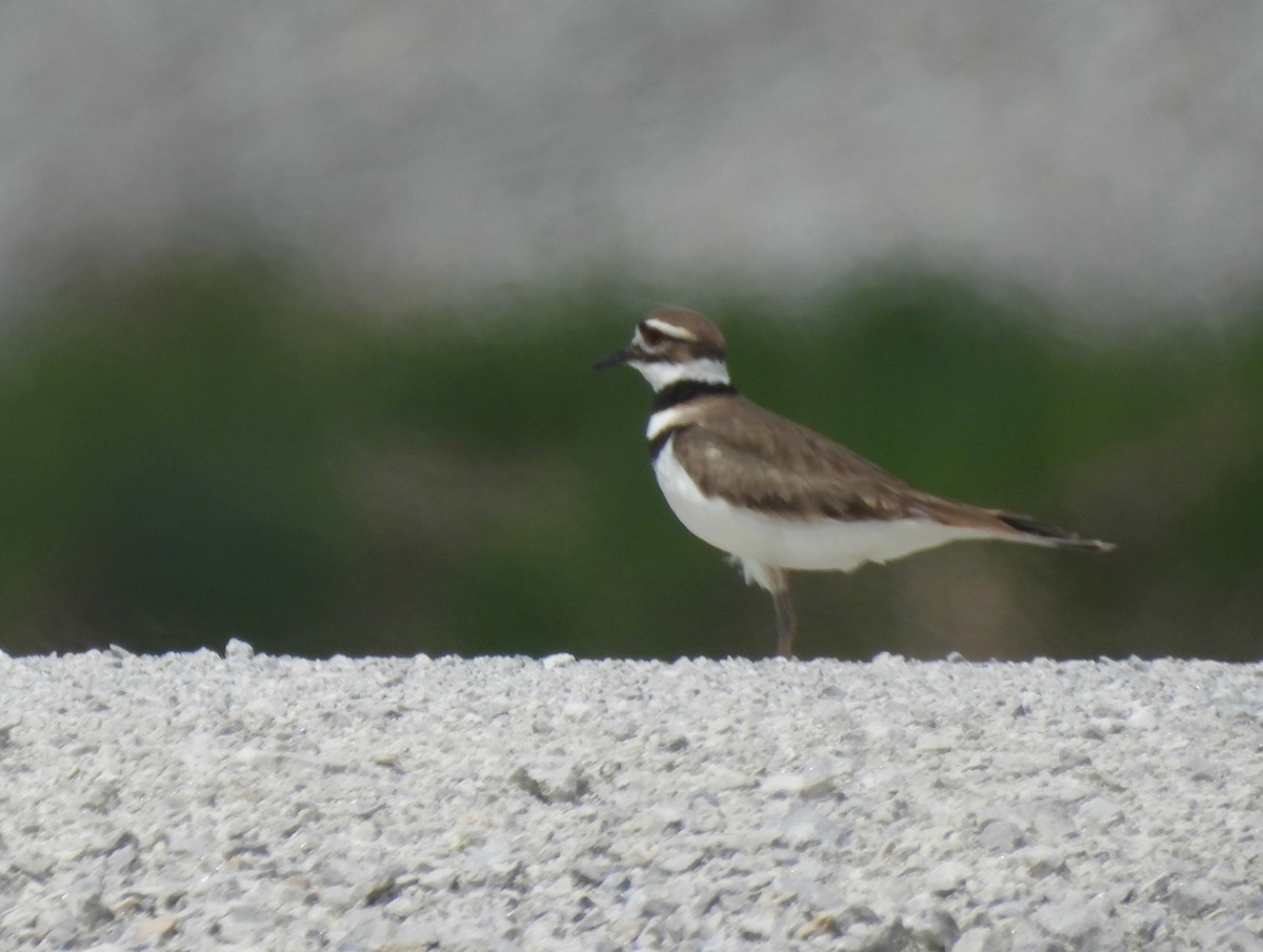 Killdeer - ML640309620