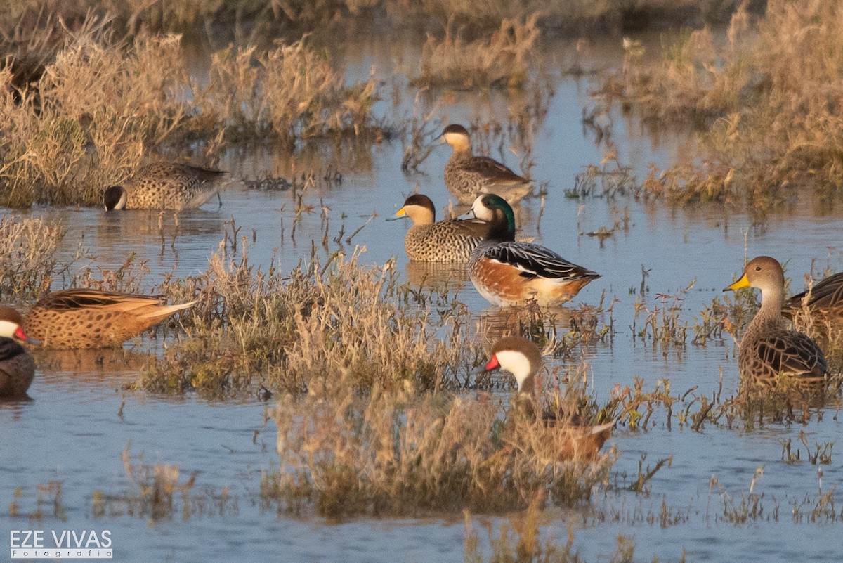 hvízdák chilský - ML640309624