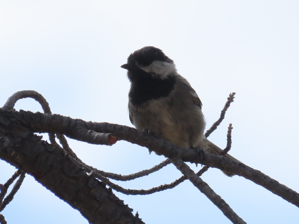 Mésange grise - ML640309628