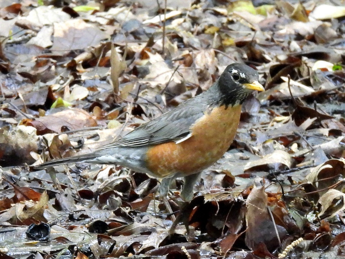 Zozo papargorria - ML640309696