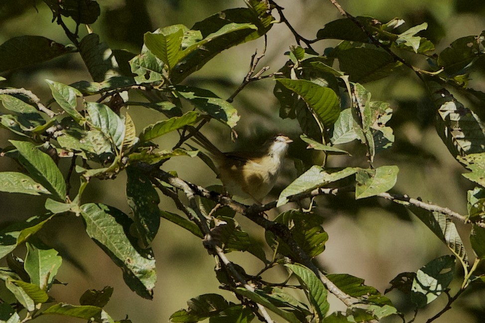 Rufous-crowned Prinia - ML640309729