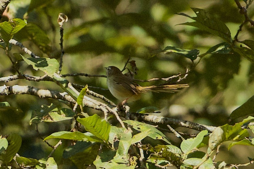 Rufous-crowned Prinia - ML640309730