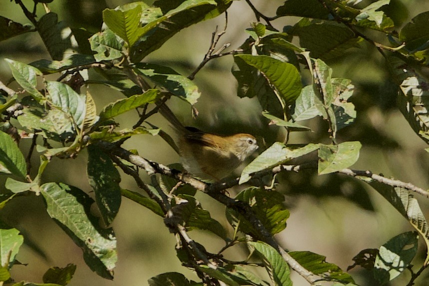 Rufous-crowned Prinia - ML640309731