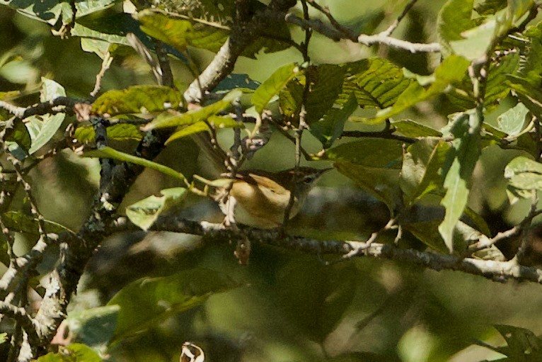 Rufous-crowned Prinia - ML640309732