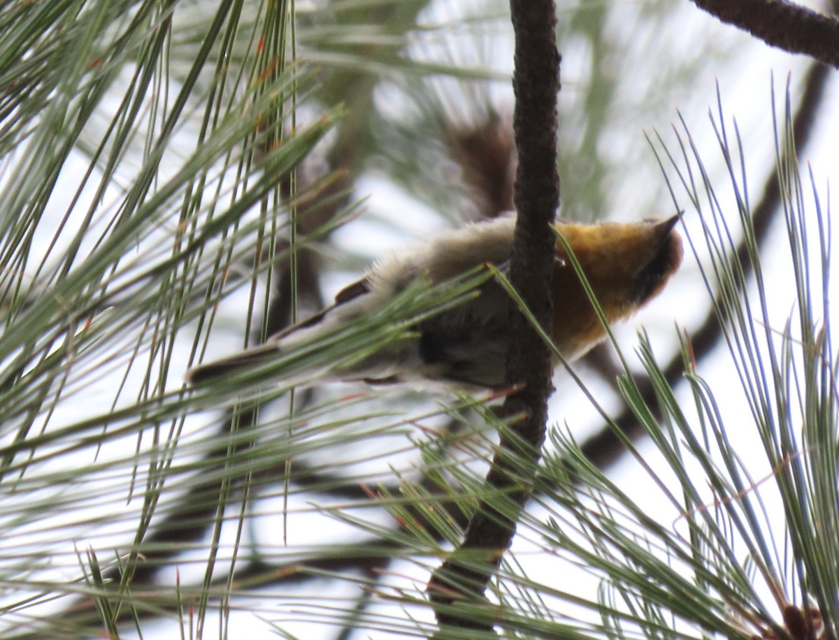 Olive Warbler - ML640309736
