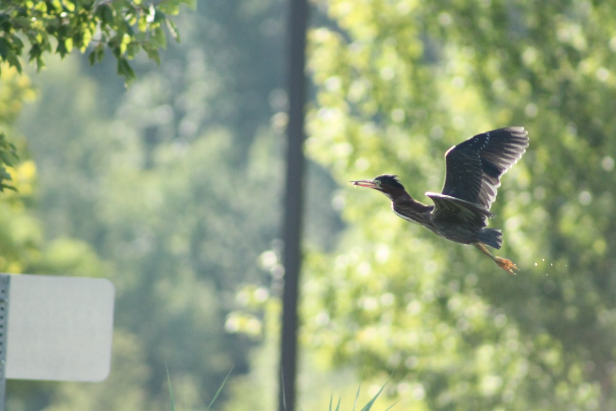 Green Heron - ML640309743