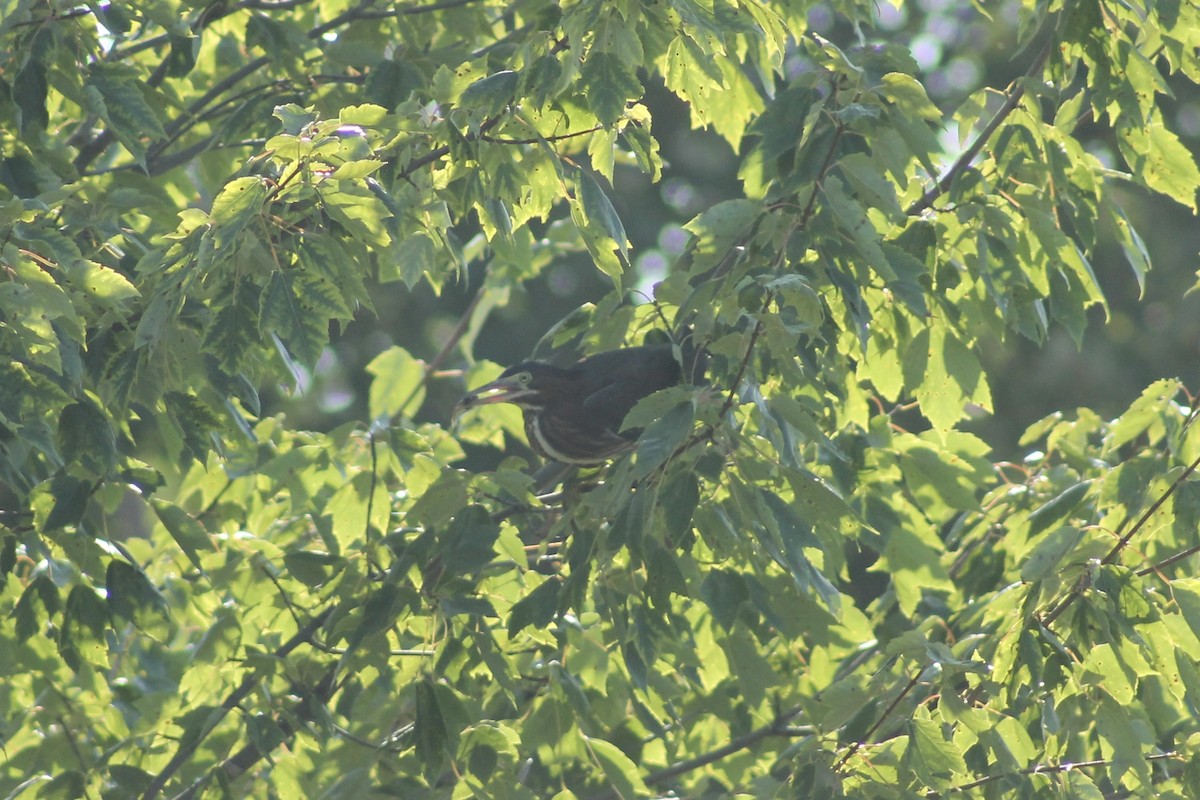 Green Heron - ML640309744