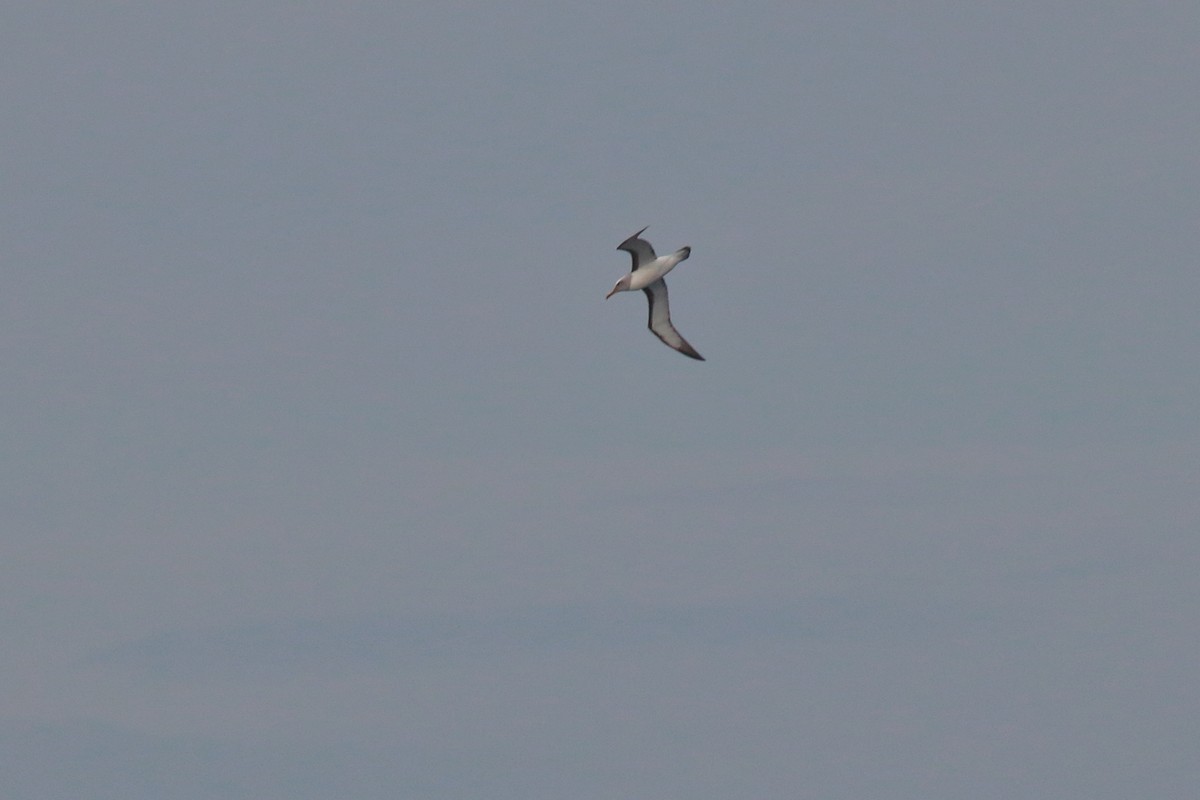 Buller Albatrosu - ML640309763