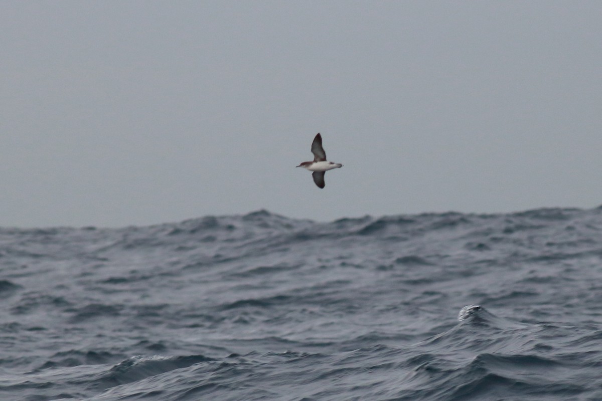 Fluttering Shearwater - ML640309767