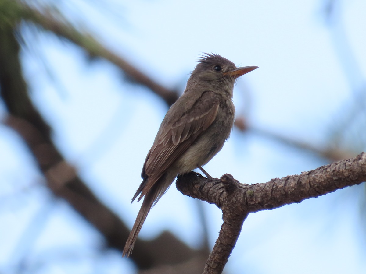 Greater Pewee - ML640309768