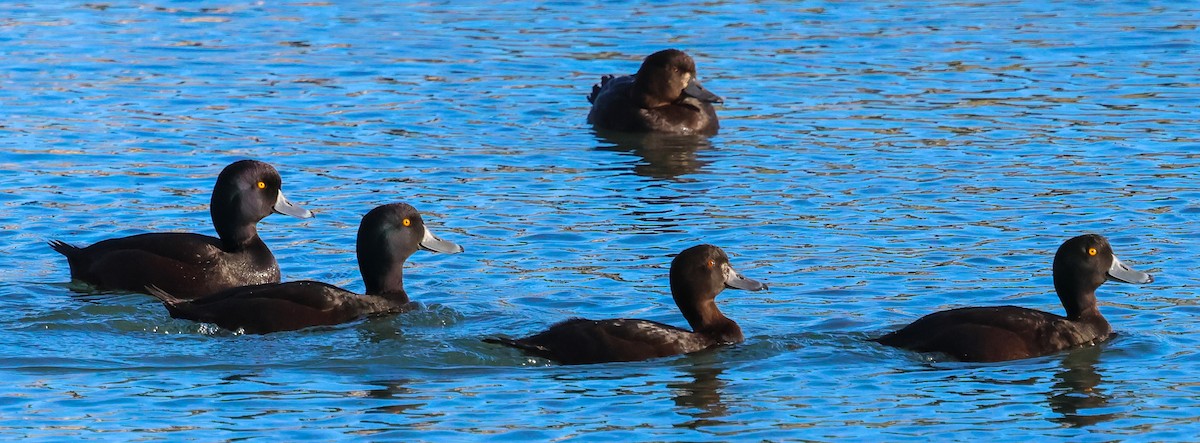 New Zealand Scaup - ML640309770