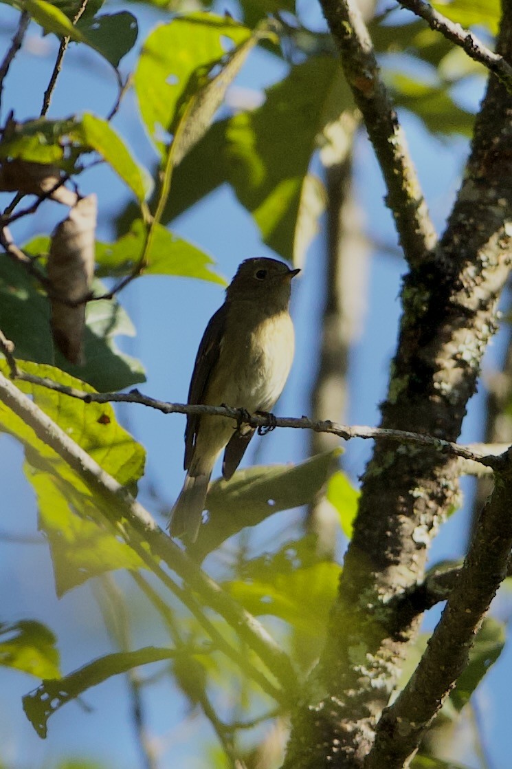 Slaty-backed Flycatcher - ML640309771
