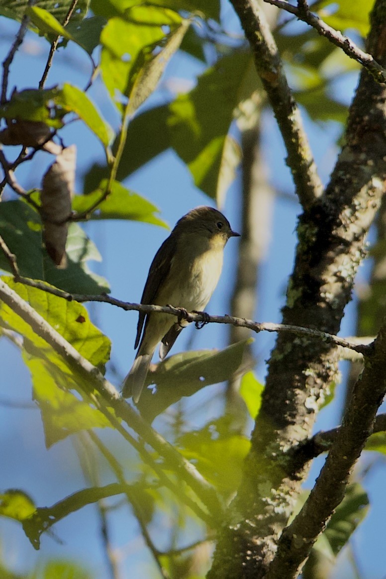 Slaty-backed Flycatcher - ML640309772