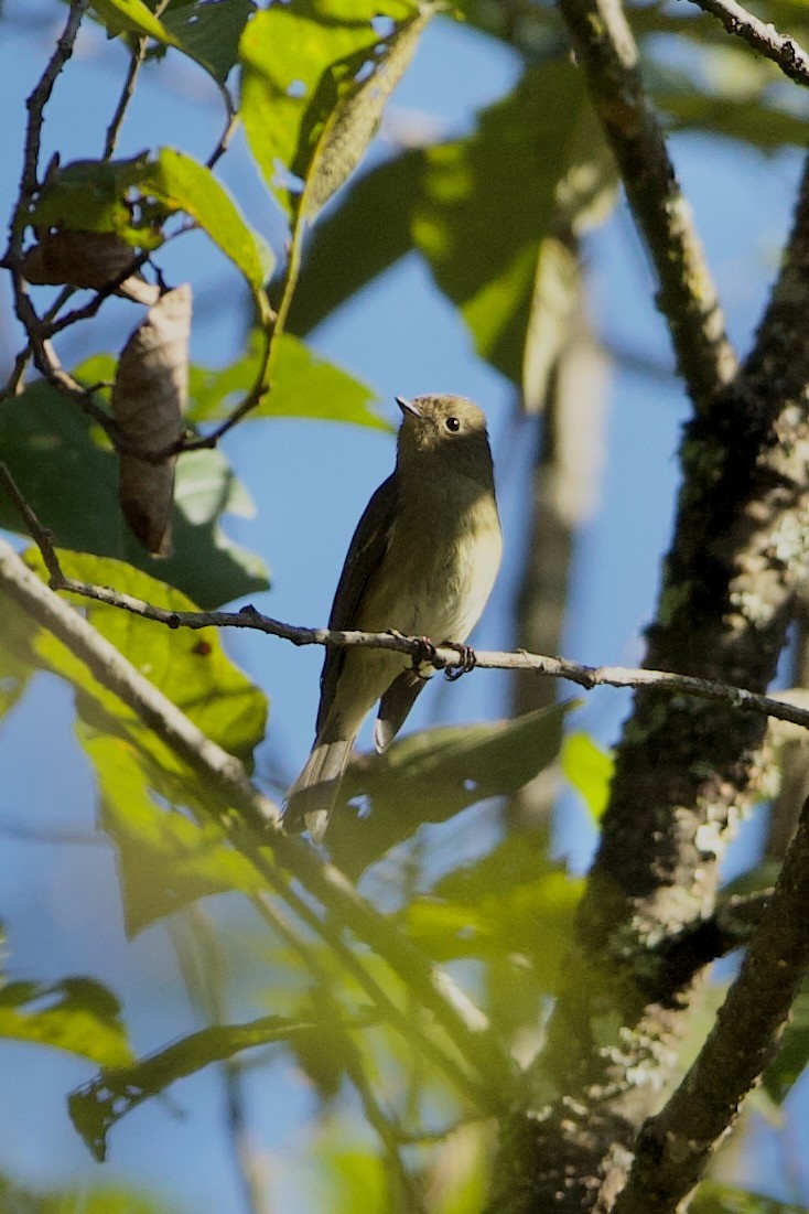 Slaty-backed Flycatcher - ML640309773