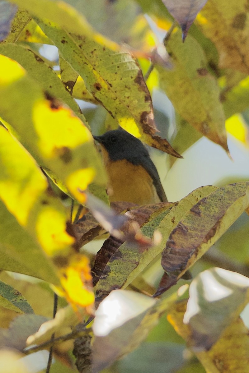 Slaty-backed Flycatcher - ML640309816