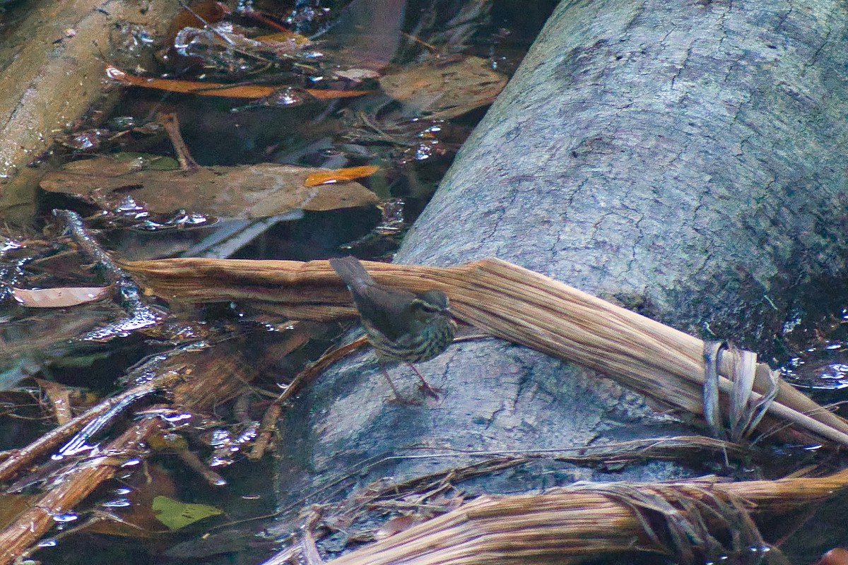 Northern Waterthrush - ML640309848