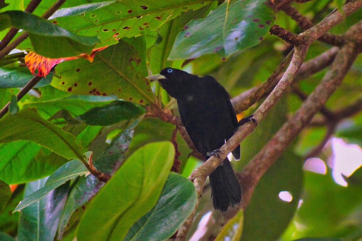 Scarlet-rumped Cacique - ML640309852