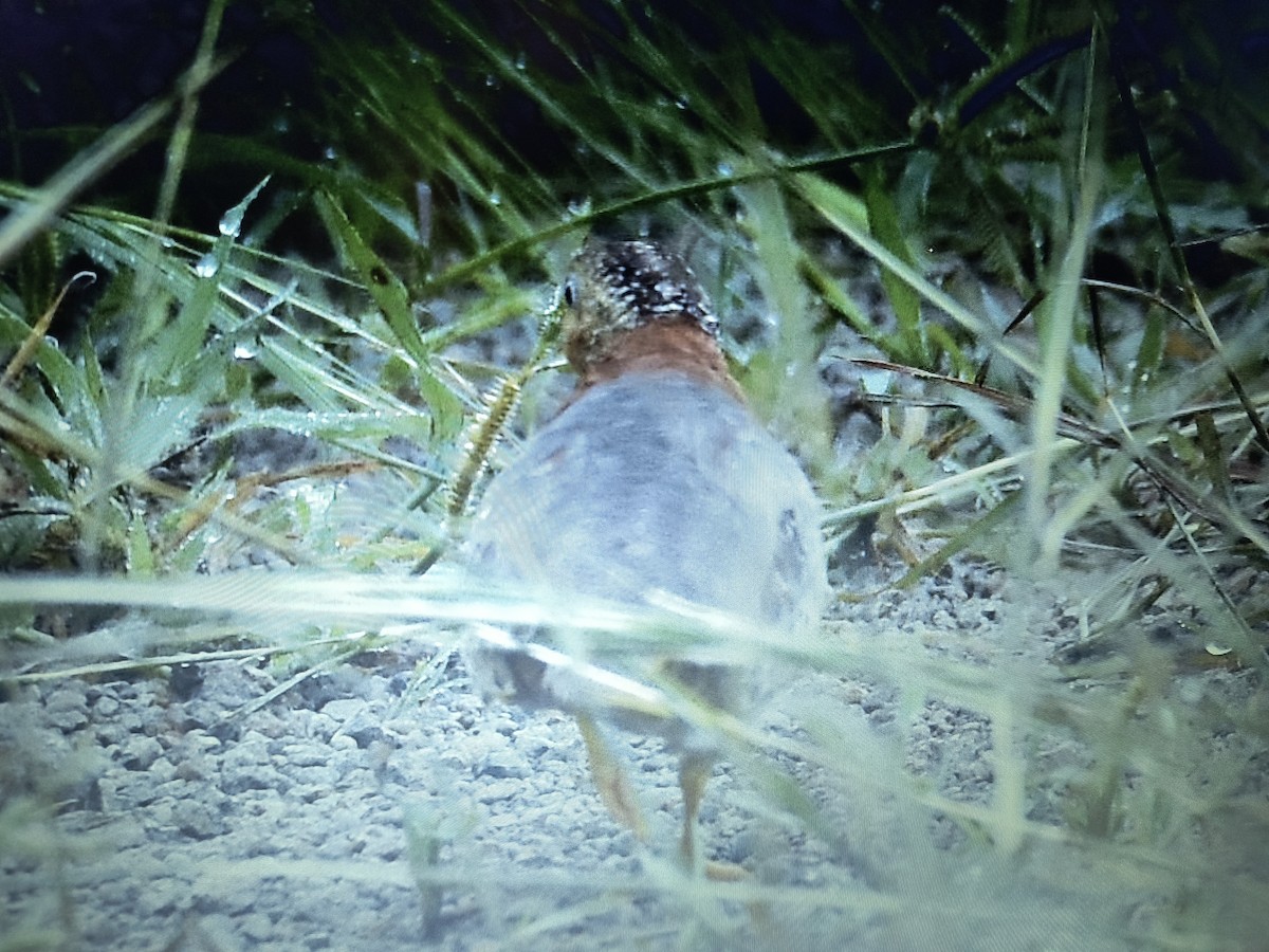Yellow-legged Buttonquail - ML640309890