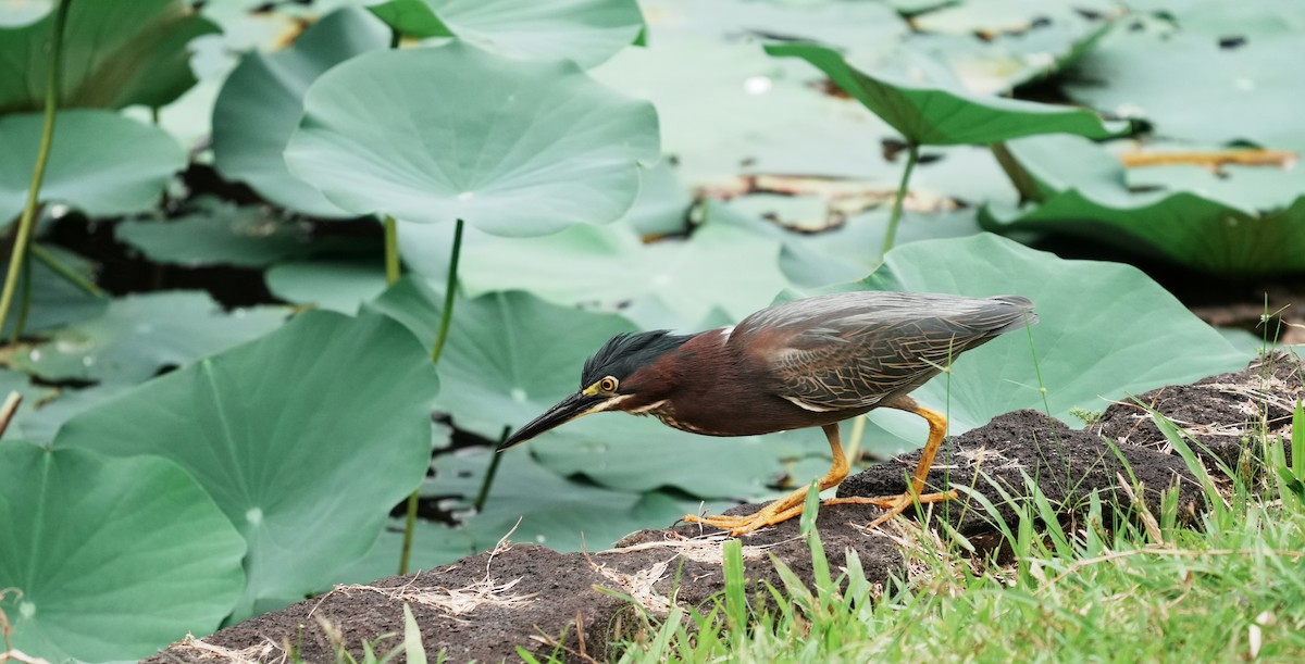 Green Heron - ML640309907
