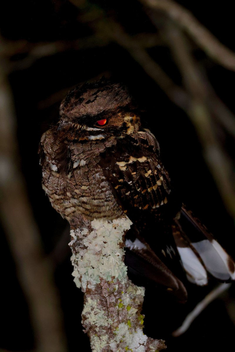 Large-tailed Nightjar - ML640309930