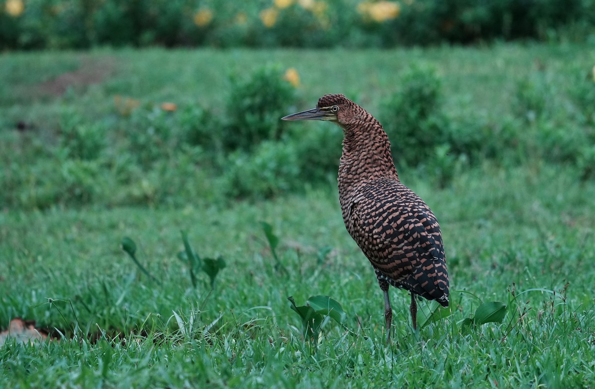 Bare-throated Tiger-Heron - ML640309940