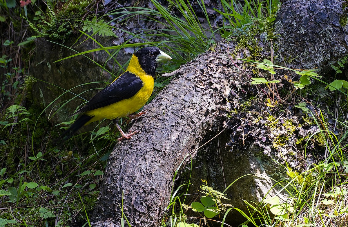 Black-and-yellow Grosbeak - ML640309942