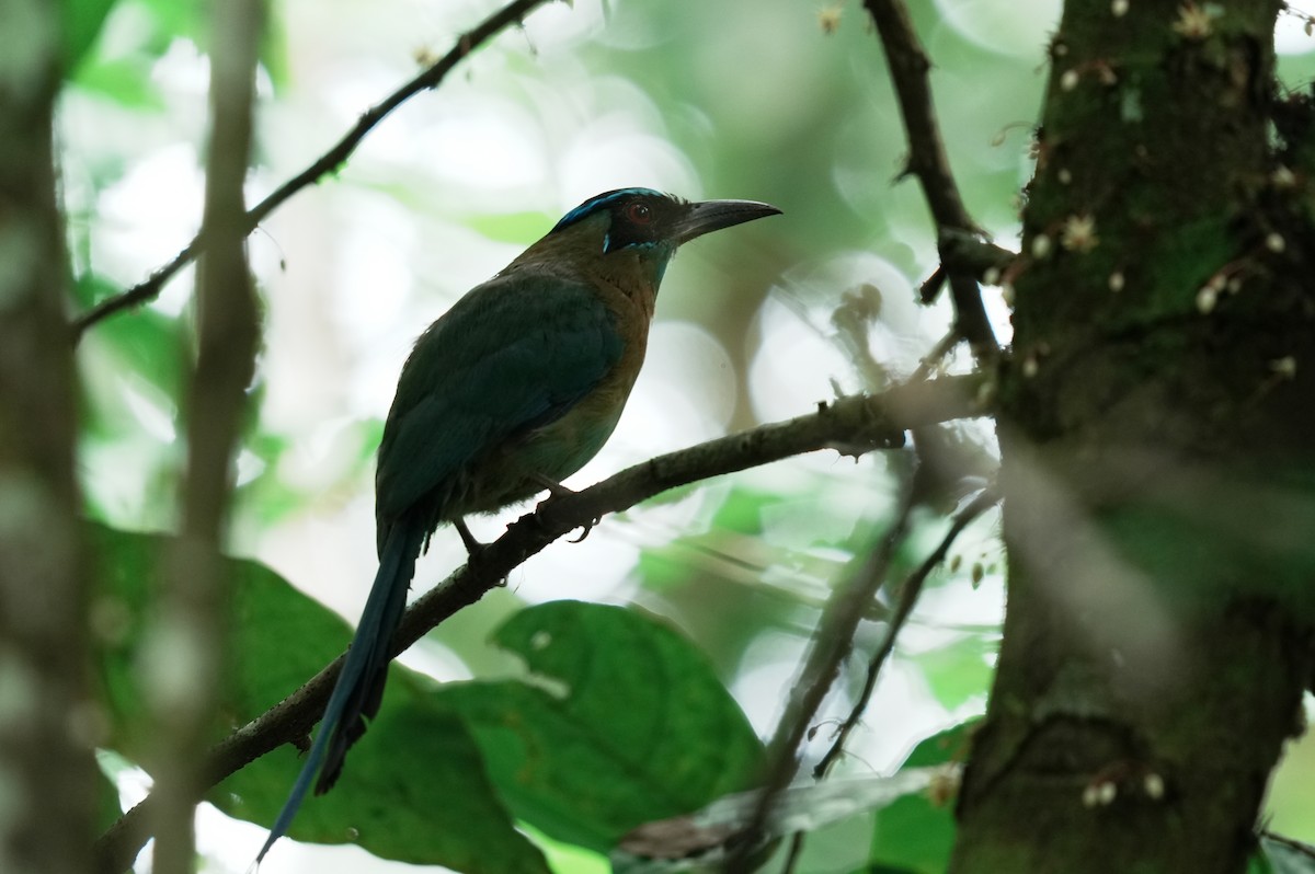 Lesson's Motmot - ML640309945
