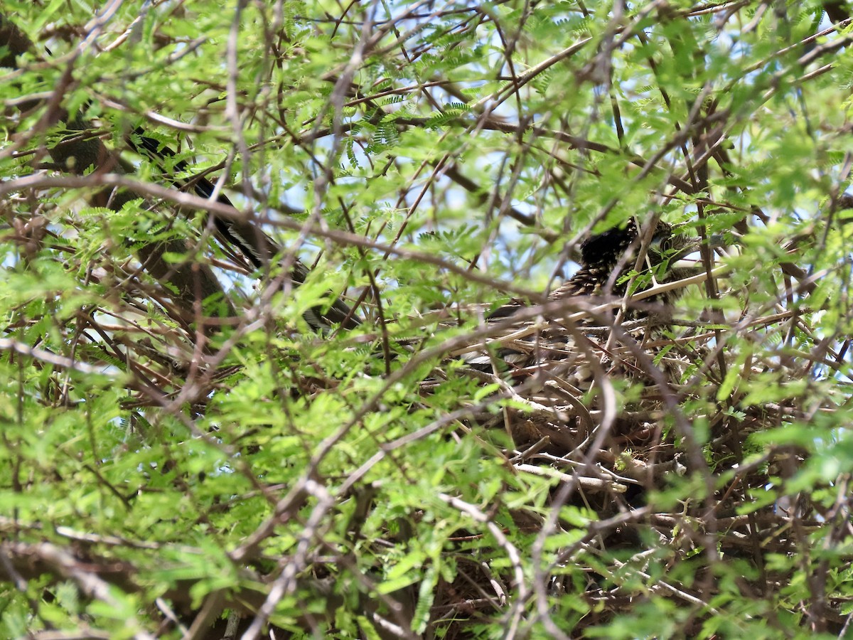 Greater Roadrunner - ML640309975