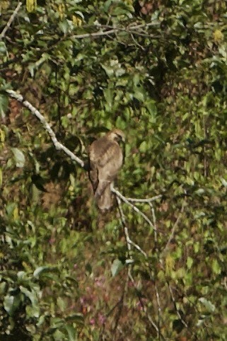 Buse de l'Himalaya - ML640309988