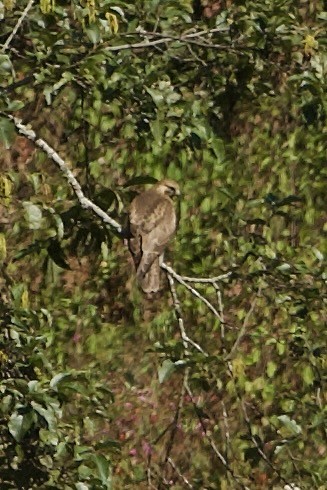 Buse de l'Himalaya - ML640309989