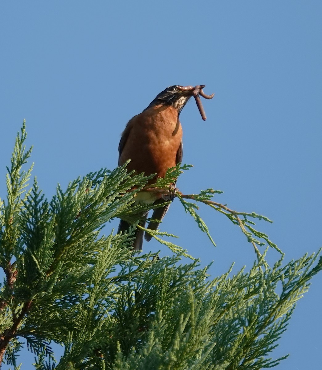 Zozo papargorria - ML640310005