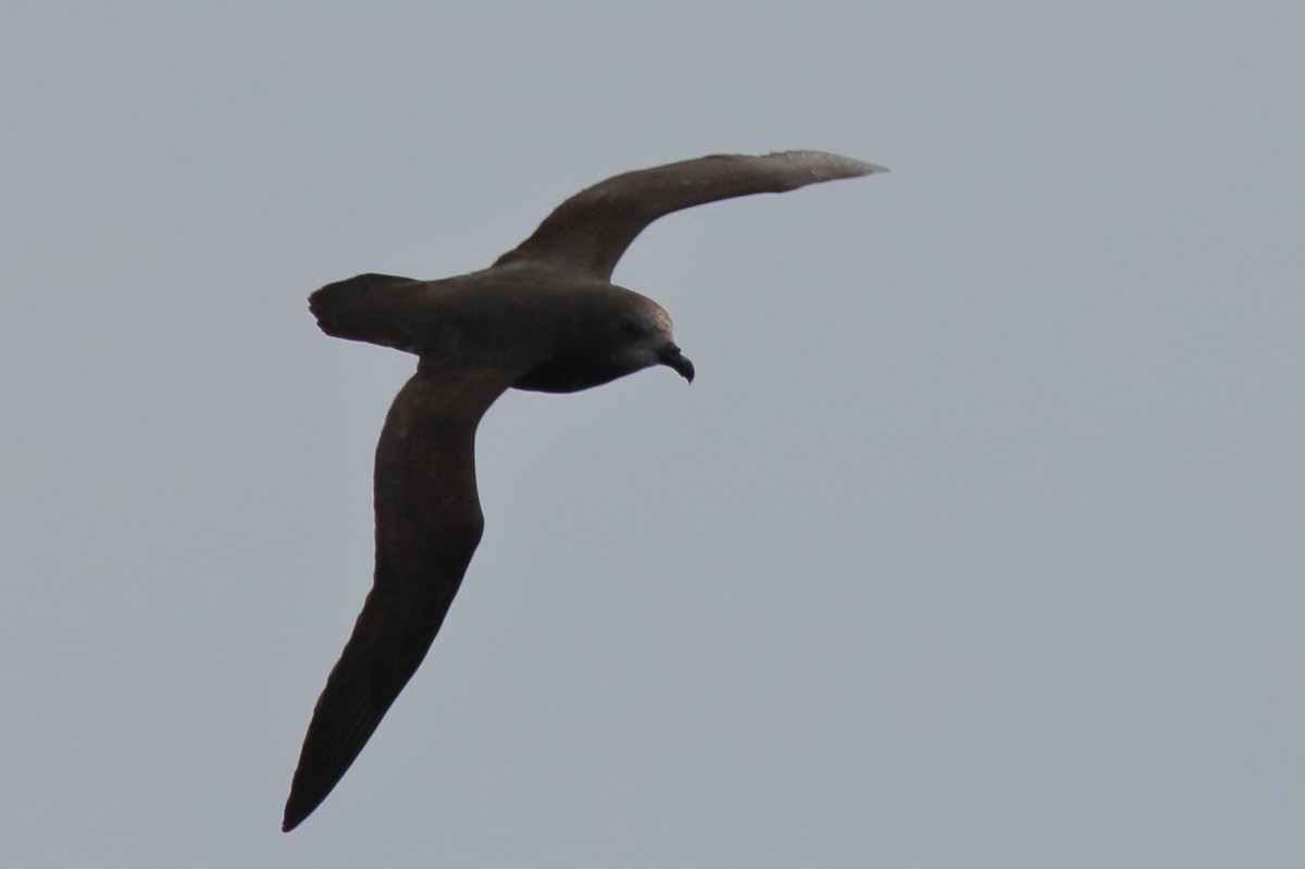 Gray-faced Petrel - ML640310007