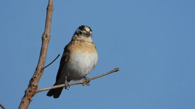 Eastern Paradise-Whydah - ML640310017