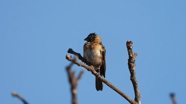 Eastern Paradise-Whydah - ML640310018
