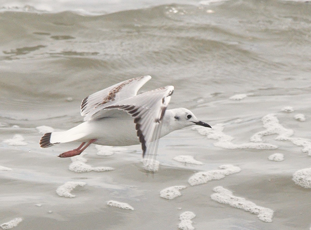 Bonaparte's Gull - ML640310029