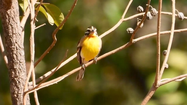 Golden-breasted Bunting - ML640310042