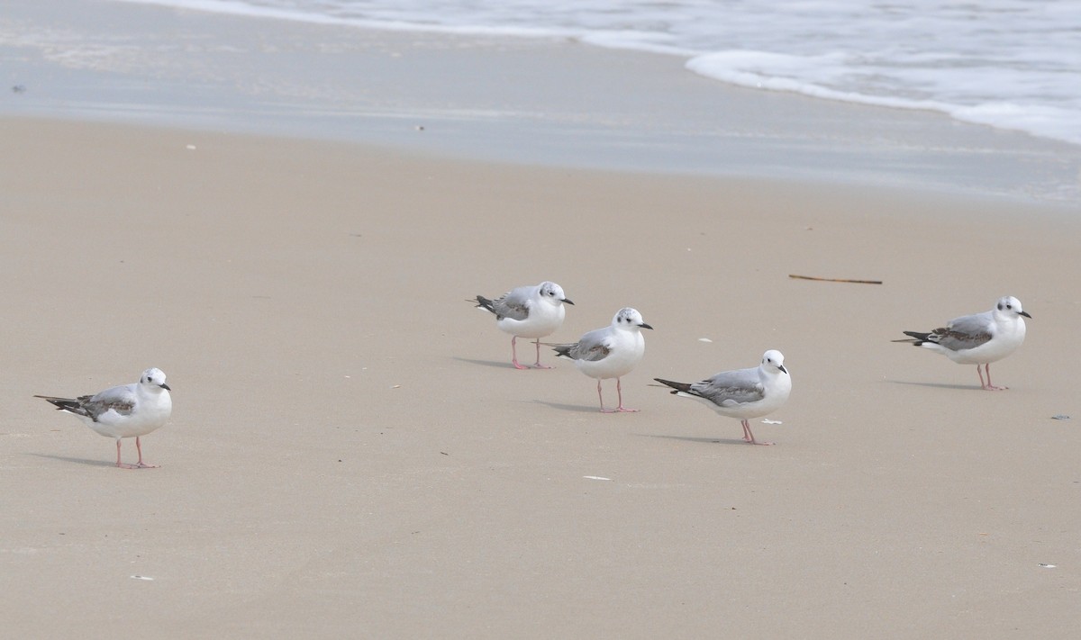 Bonaparte's Gull - ML640310046