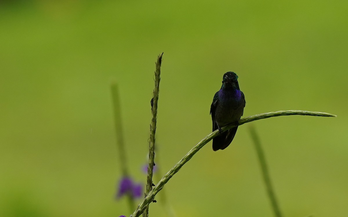 Charming Hummingbird - ML640310057