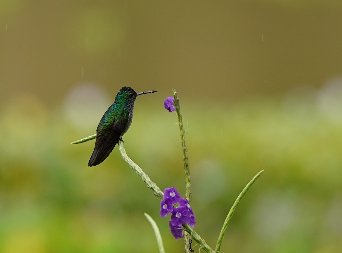 Charming Hummingbird - ML640310063