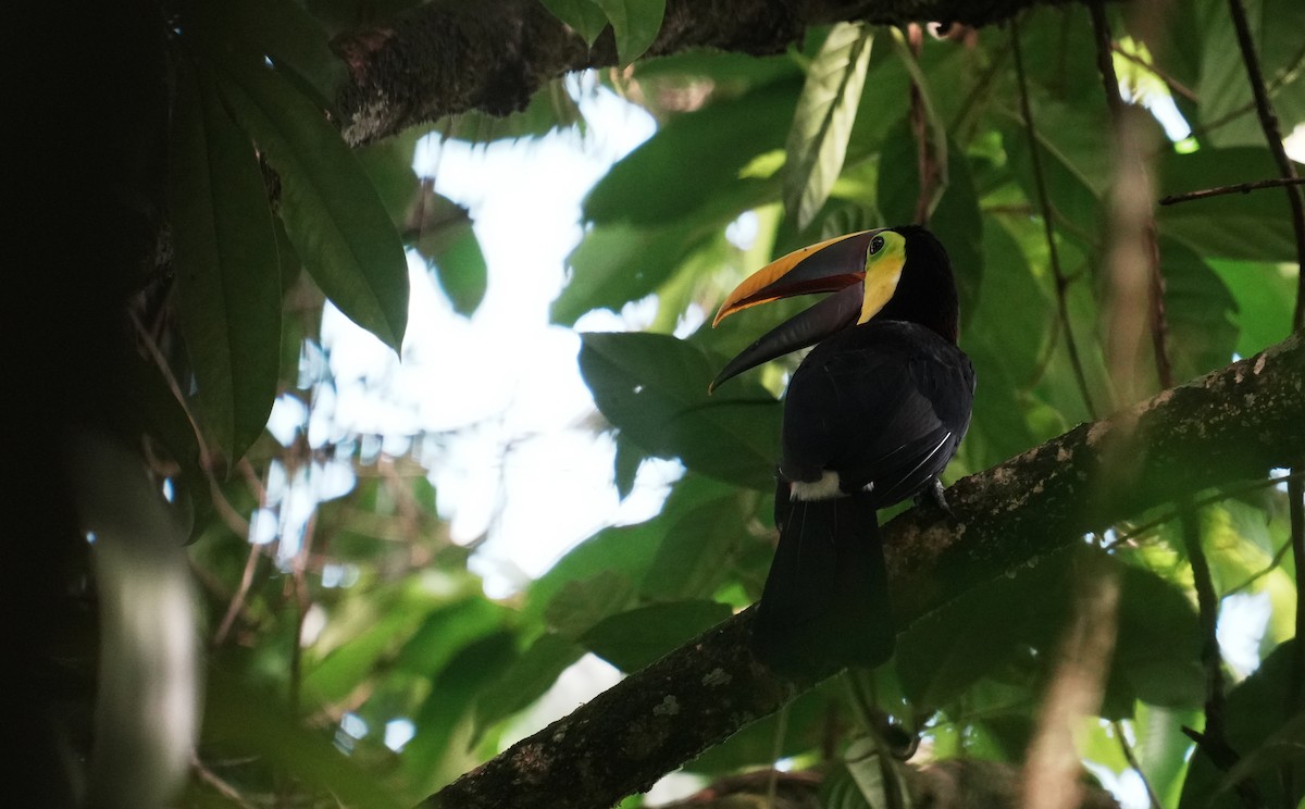 Yellow-throated Toucan - ML640310073